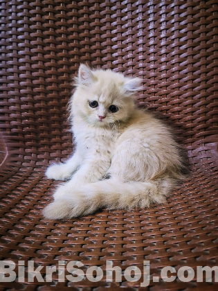 Persian cat